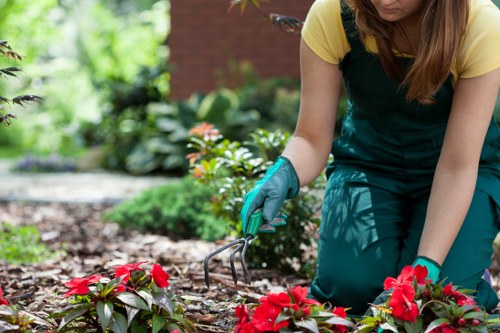 Healthy pruned tree branches